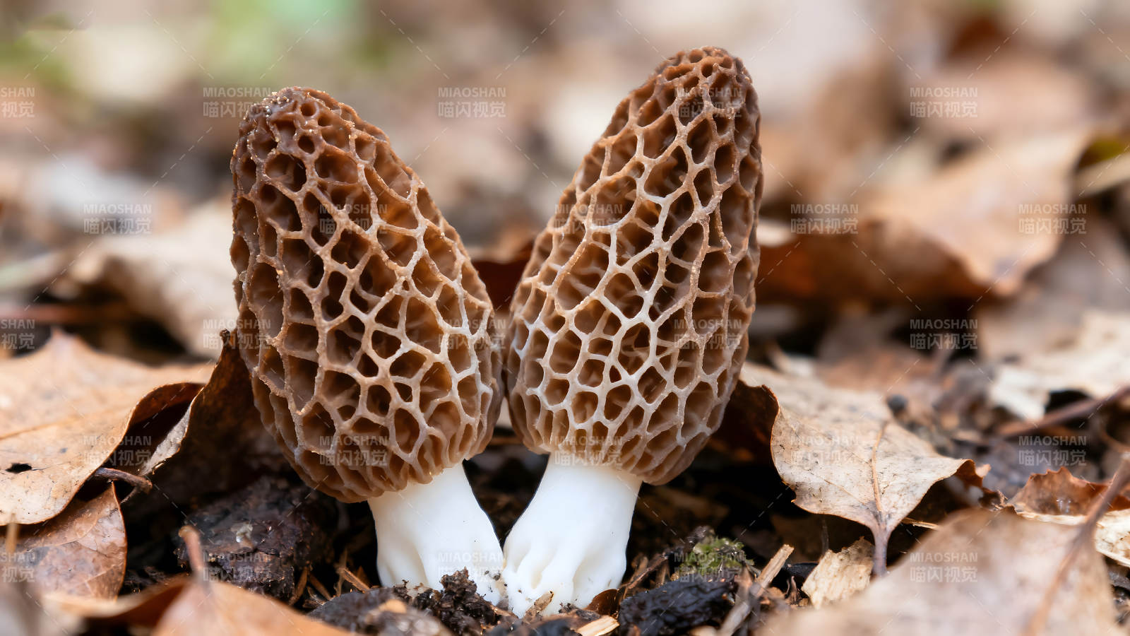 两株蜂窝状蘑菇生长在落叶中图片