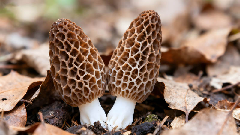两株蜂窝状蘑菇生长在落叶中图片