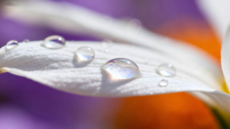 花瓣上的水珠晶莹剔透图片