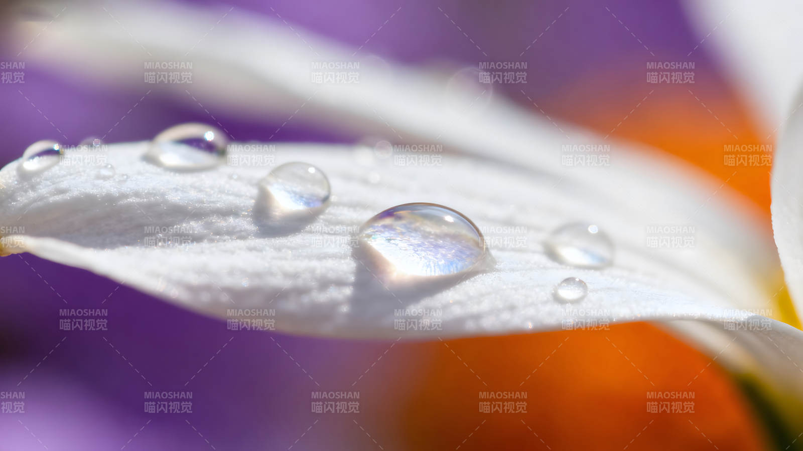 花瓣上的水珠晶莹剔透图片