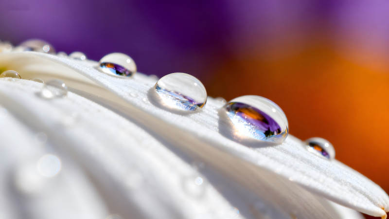 水滴花瓣细节微距摄影展现图片