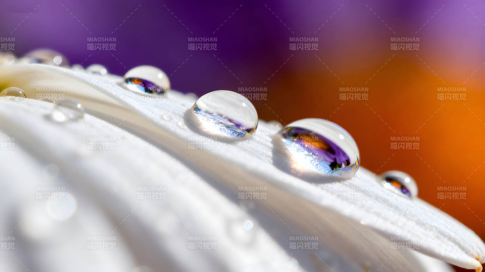 水滴花瓣细节微距摄影展现图片