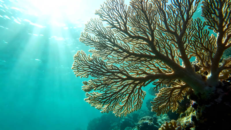海底珊瑚礁阳光穿透水面光线流动图片