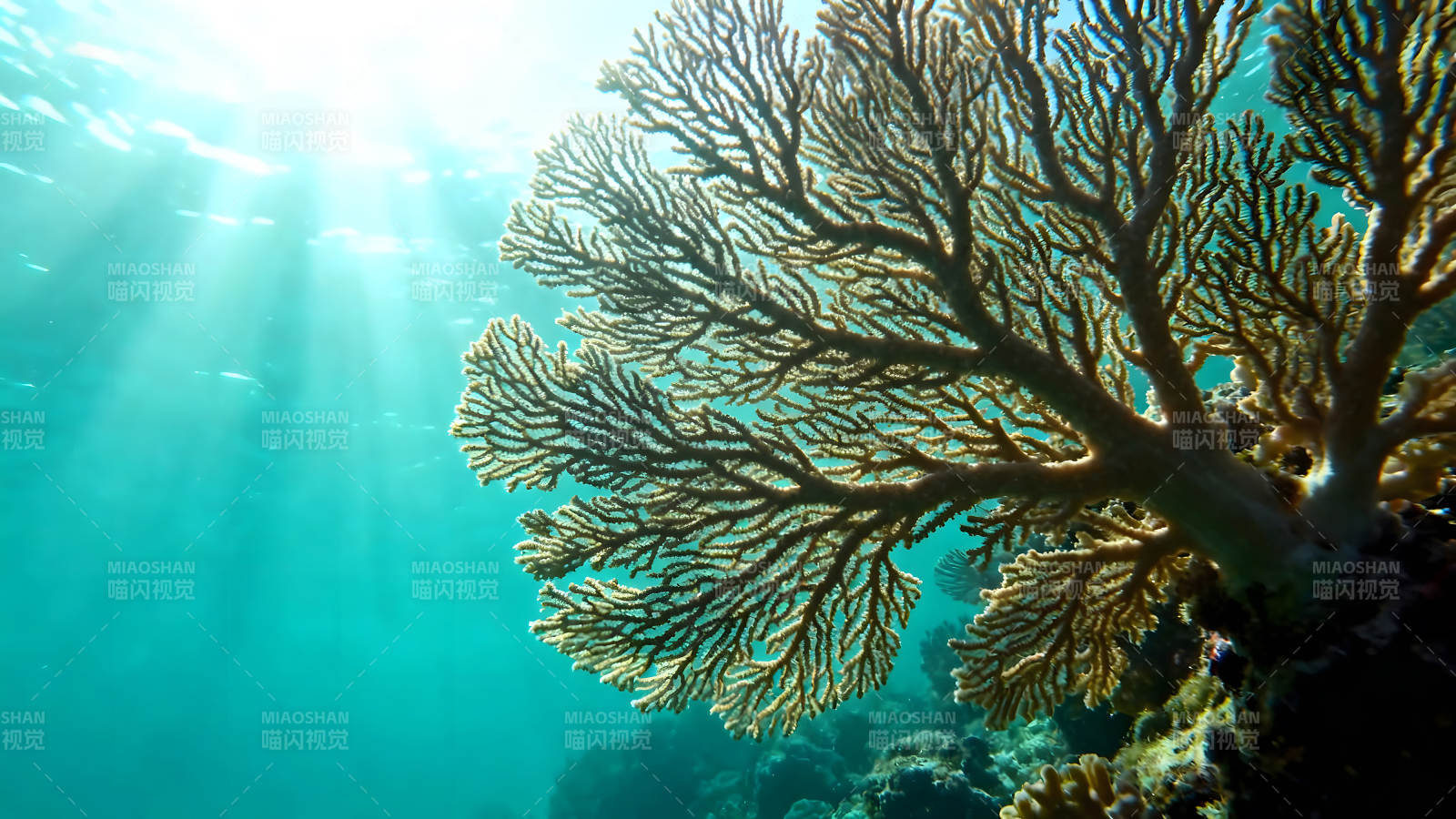 海底珊瑚礁阳光穿透水面光线流动图片