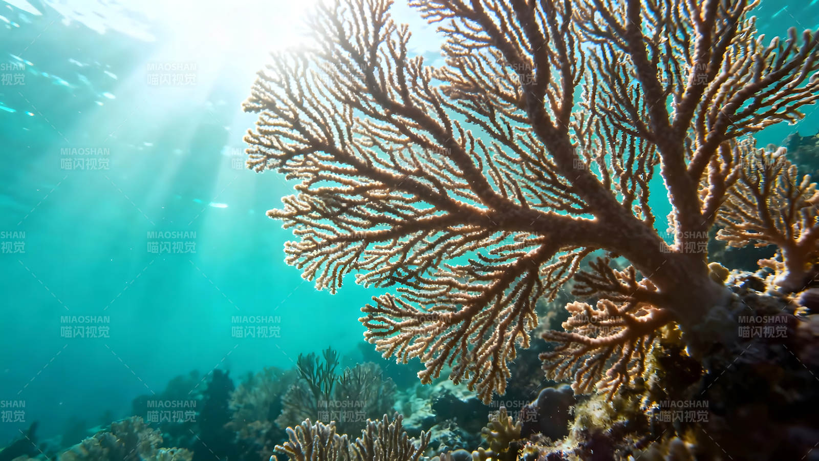 珊瑚礁水下世界阳光普照图片