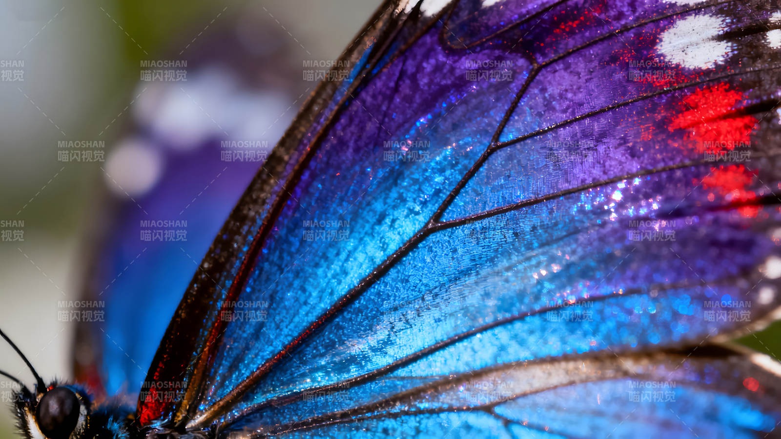 蝴蝶翅膀的细节展示颜色绚丽夺目图片