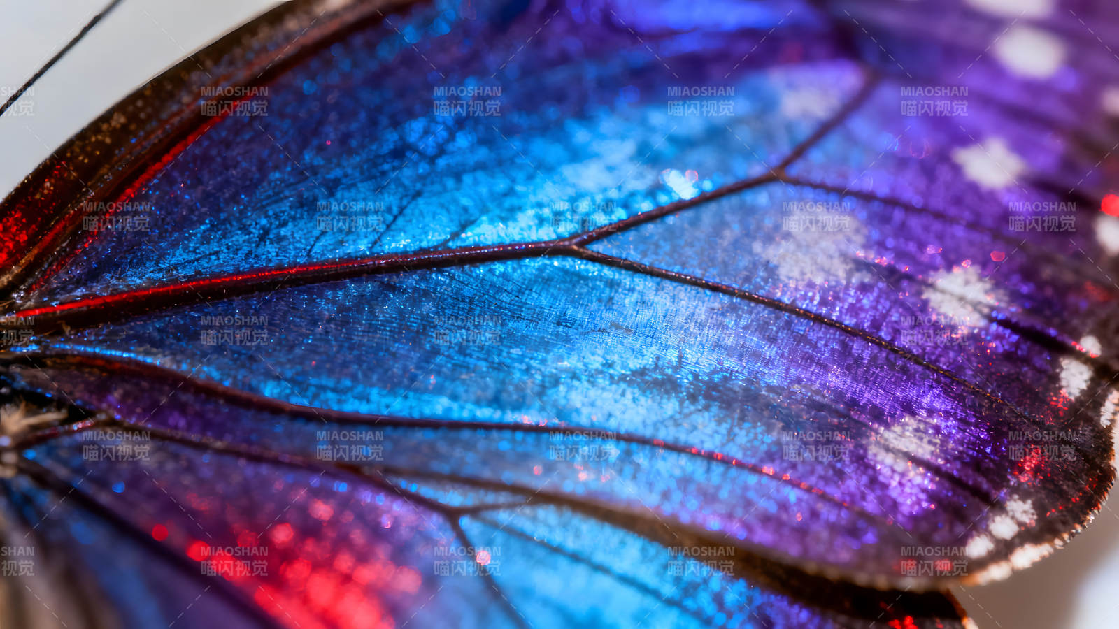 蝴蝶翅膀的微观世界展现蓝紫色的绚丽光彩图片