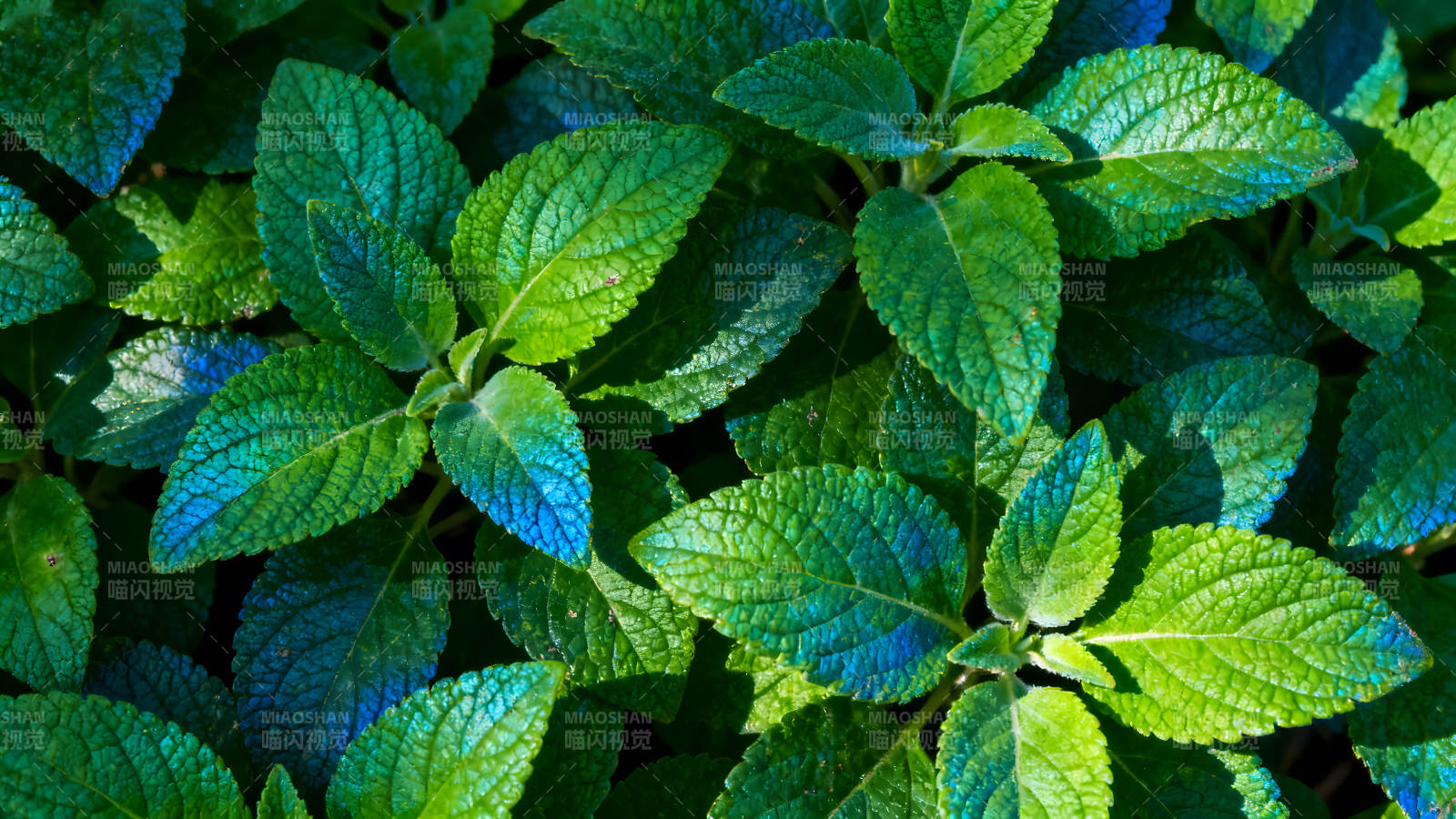 翠绿叶片特写光影交错色彩斑斓图片