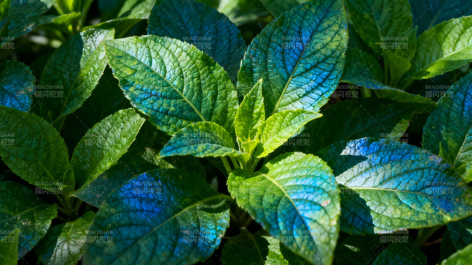 绿叶特写色彩鲜艳光影斑驳图片