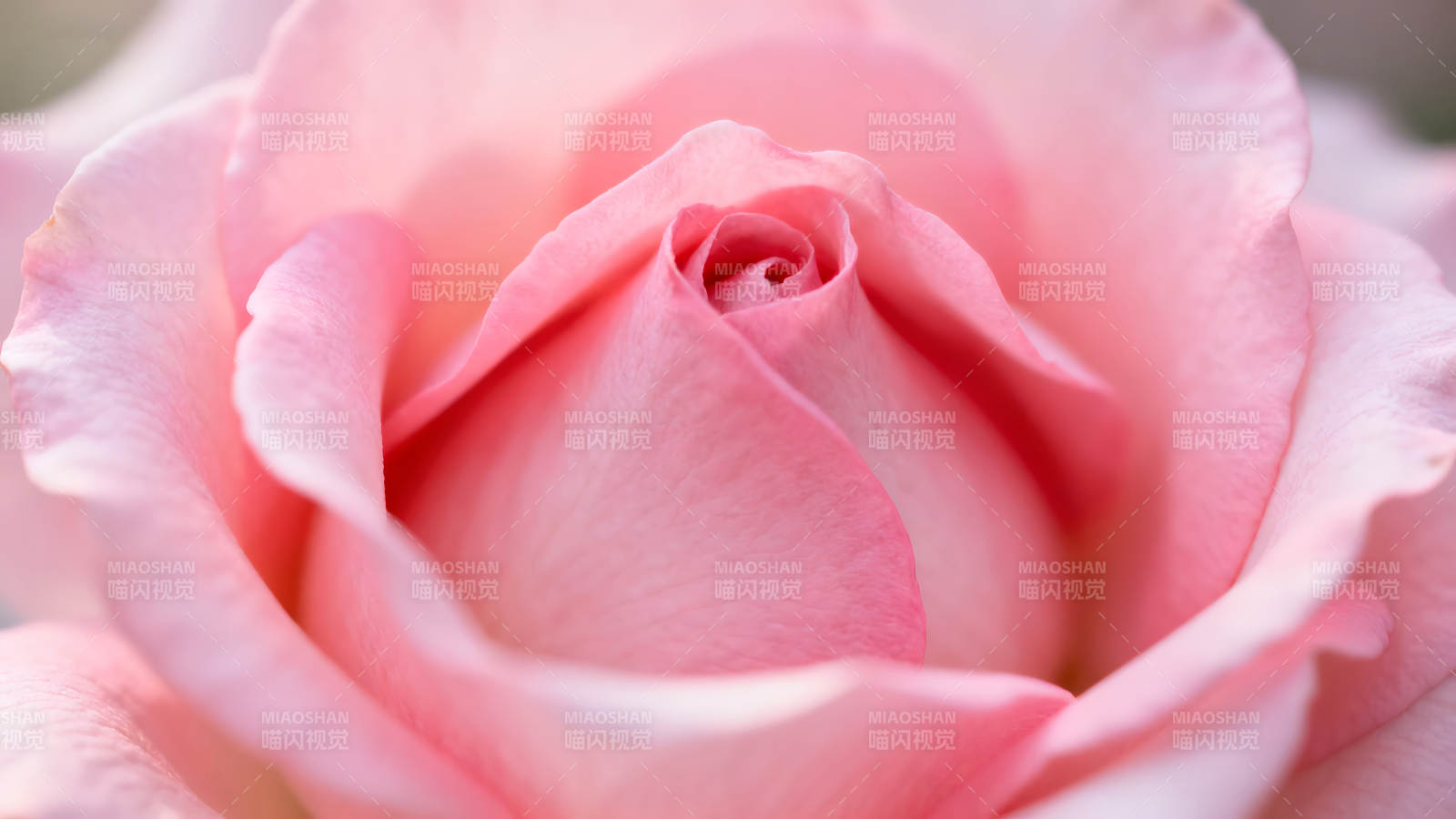 粉色玫瑰特写花瓣细腻柔美图片