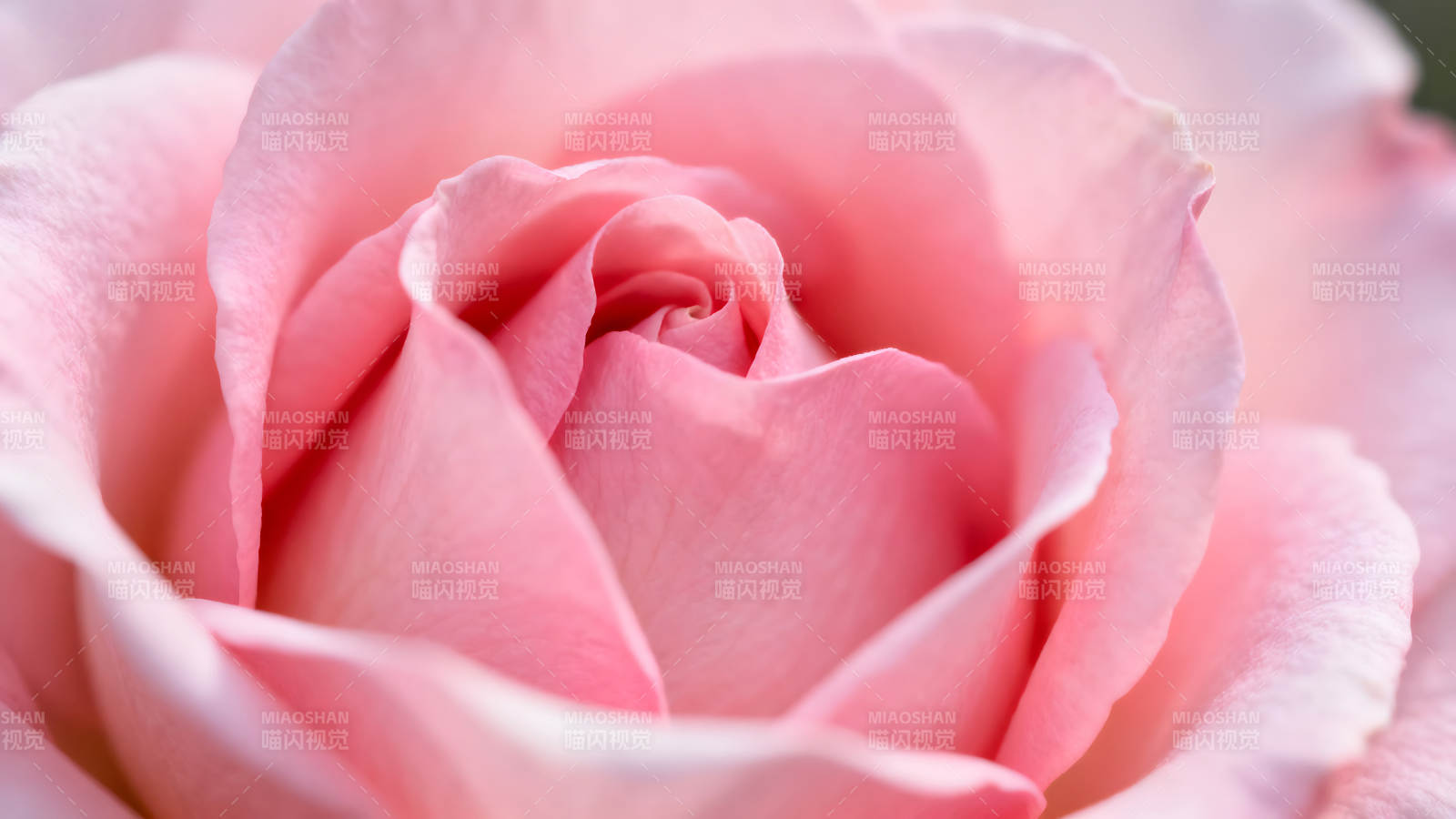 粉色玫瑰花瓣特写镜头图片