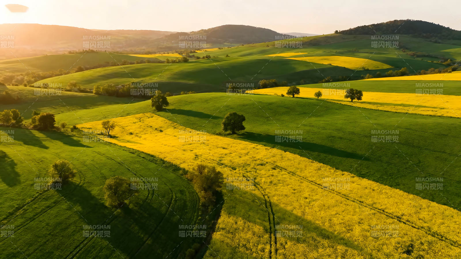 田野风光阳光明媚油菜花田地图片