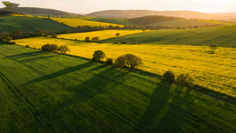 田野风光金黄翠绿图片