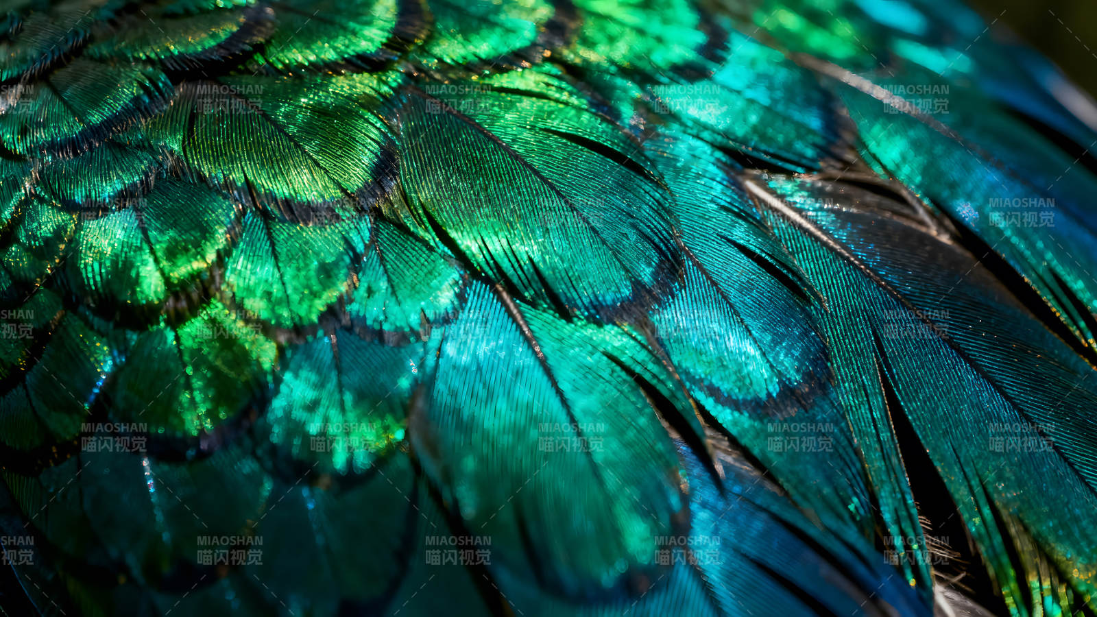 翠绿色羽毛特写绚丽光泽图片