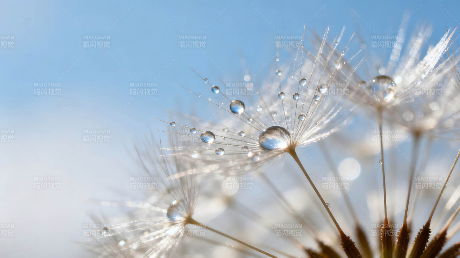 蒲公英上的水珠晶莹剔透图片