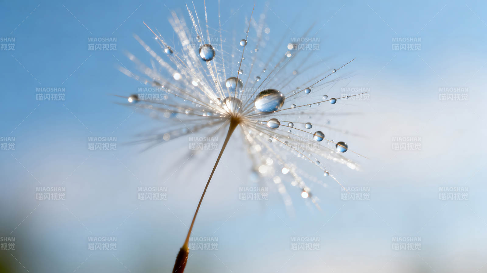蒲公英水珠特写晶莹剔透意境唯美图片