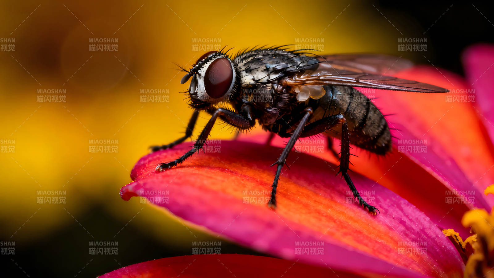苍蝇停在花瓣上特写图片