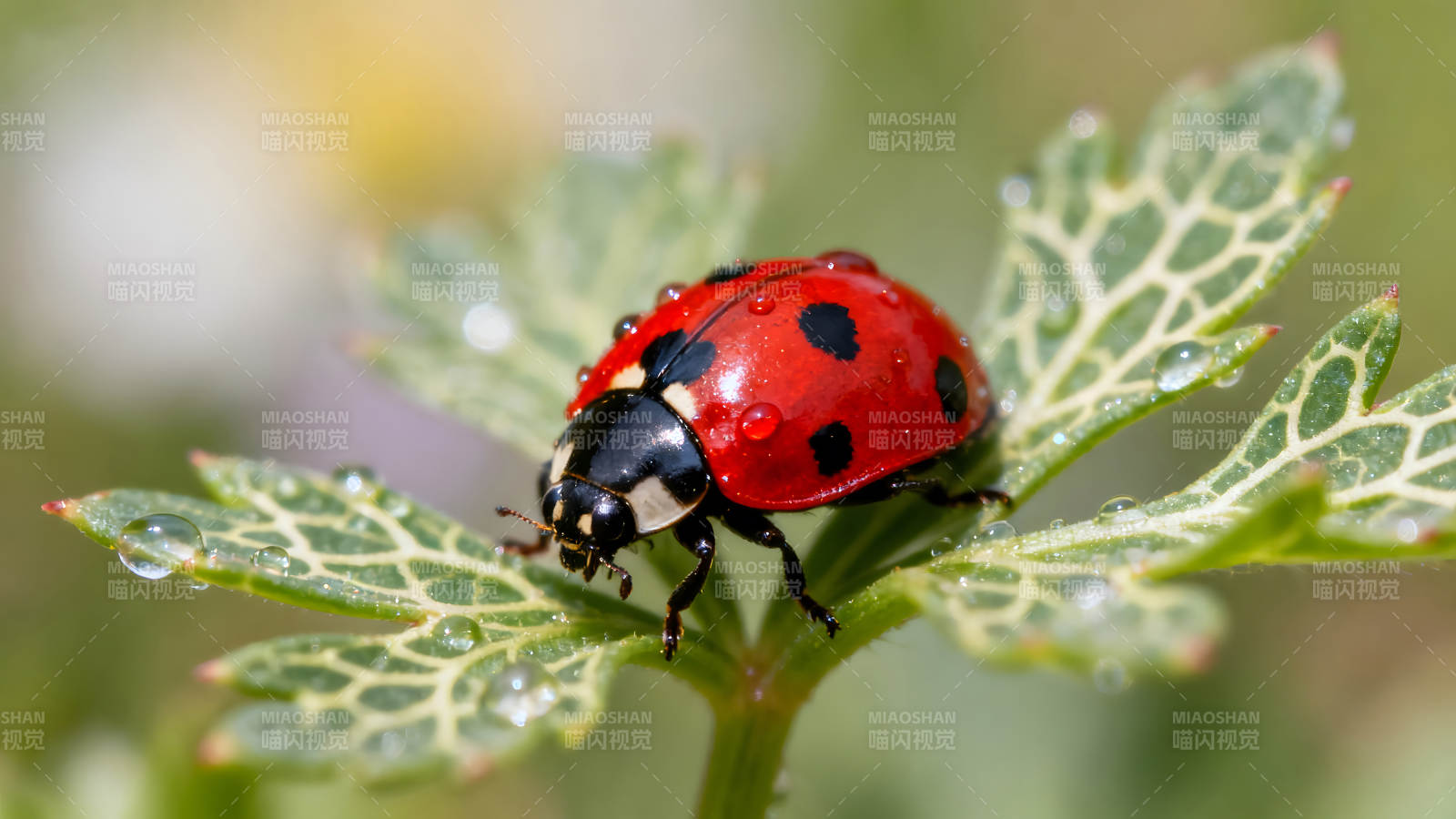 瓢虫在叶片上点缀水珠图片
