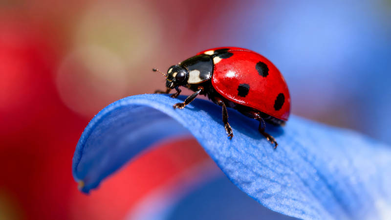 瓢虫停留在蓝色花瓣上色彩鲜艳图片