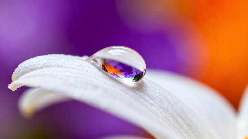 水珠映衬花瓣色彩图片