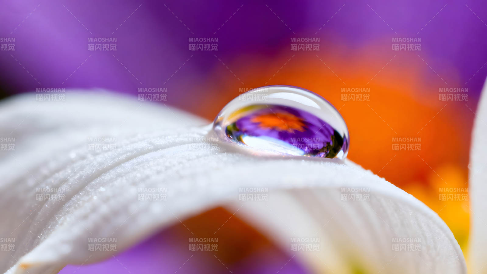 水滴倒影花朵颜色绚丽光影图片