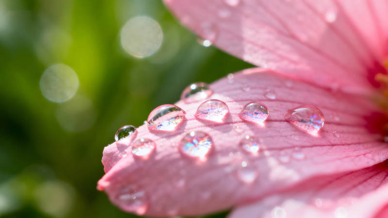 粉色花瓣晶莹水珠绽放光彩图片