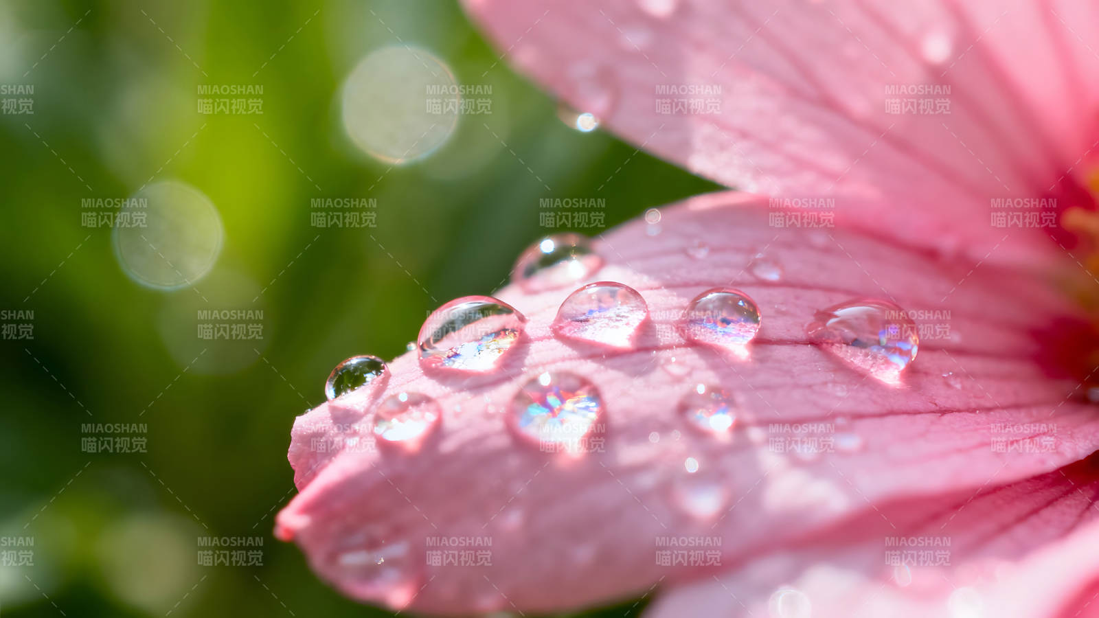 粉色花瓣晶莹水珠绽放光彩图片