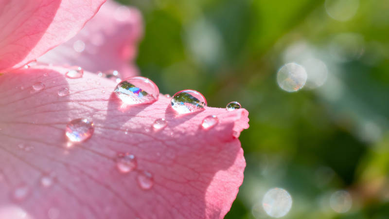 水滴花瓣晶莹剔透展现微观世界图片