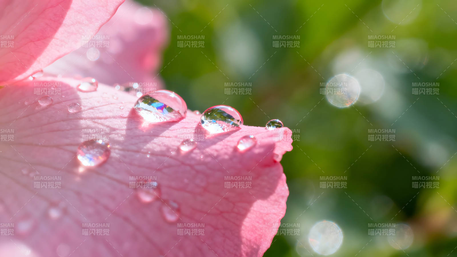 水滴花瓣晶莹剔透展现微观世界图片