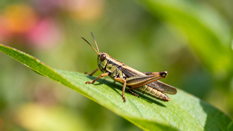 草蛉栖息绿叶特写图片
