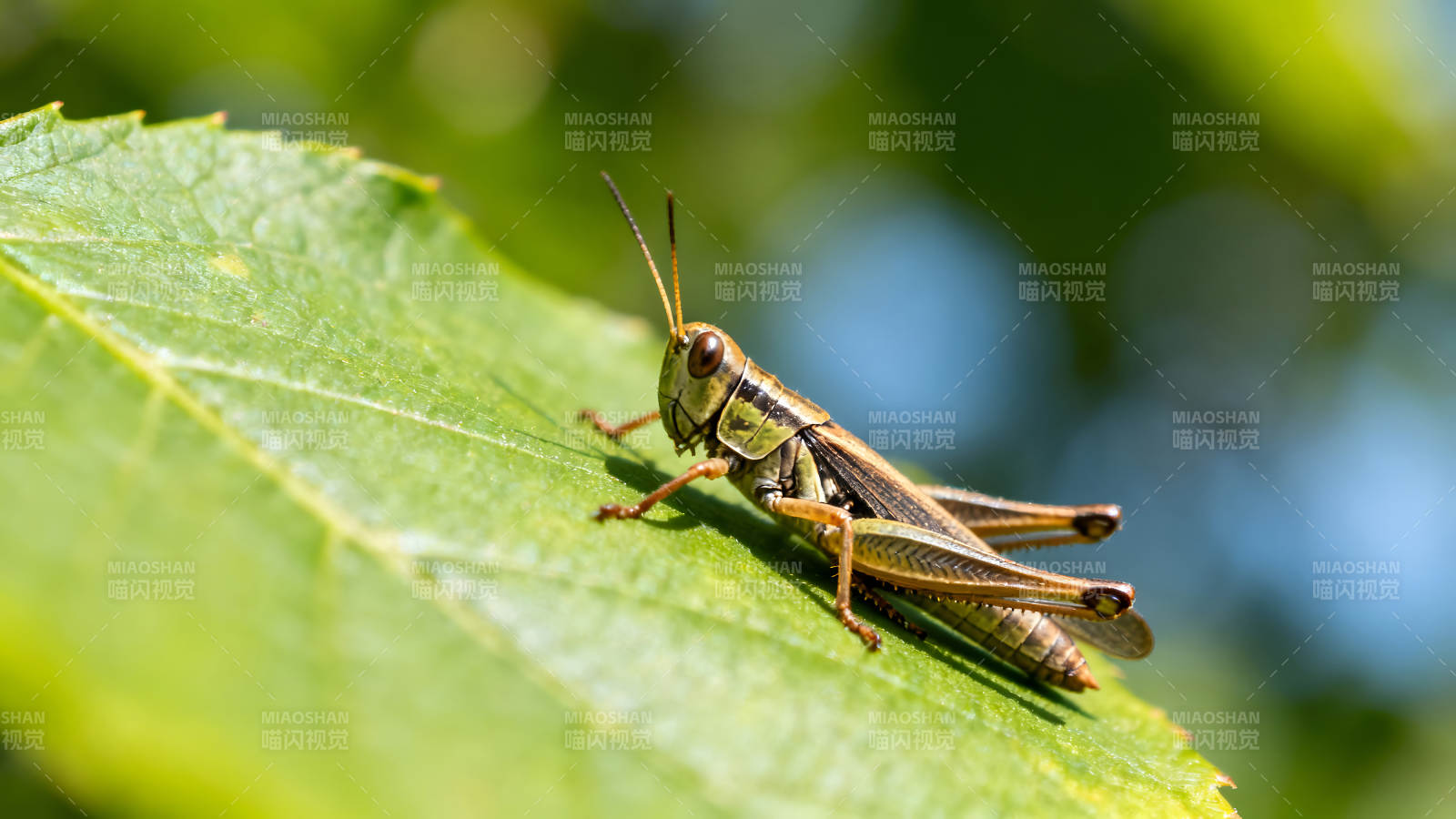 绿叶上的蚱蜢特写图片