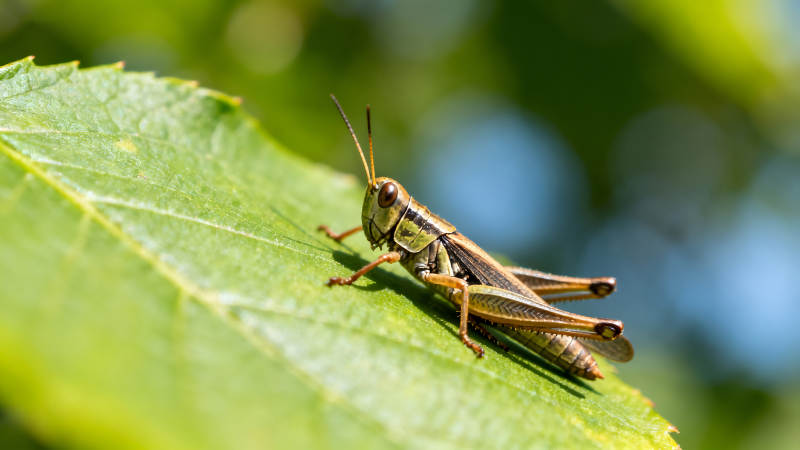 绿叶上的蚱蜢特写图片