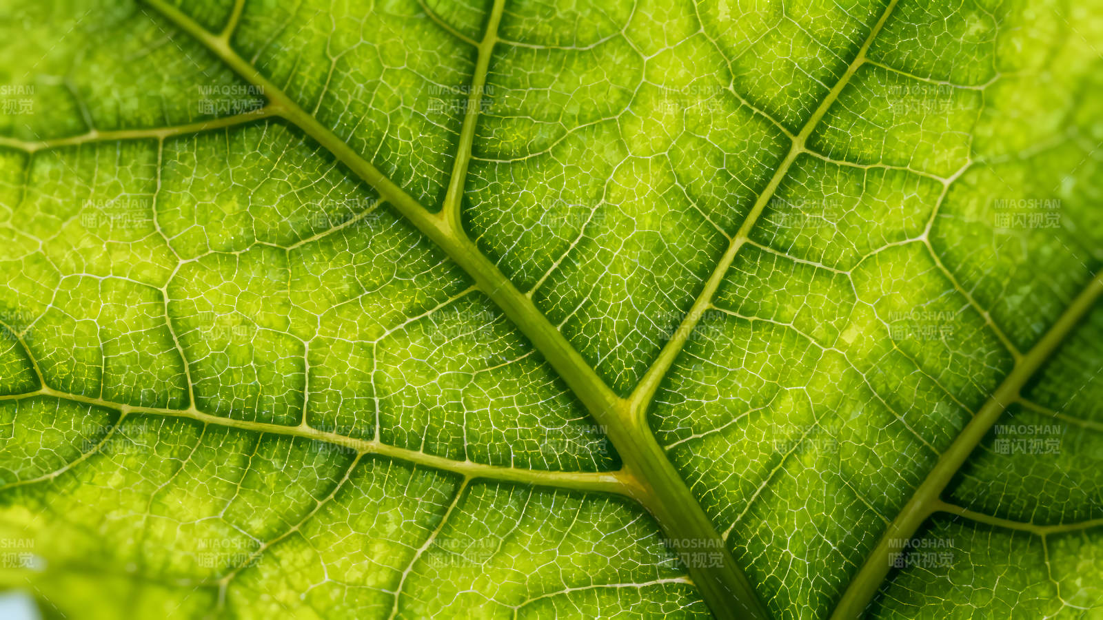 绿叶脉络细节特写图片