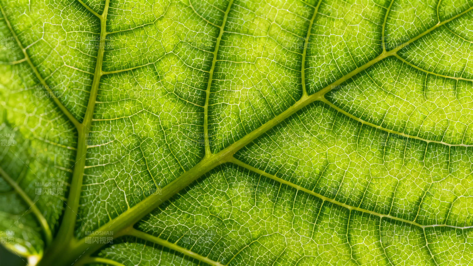 叶脉纹理细节的特写鲜绿的叶片清晰可见图片