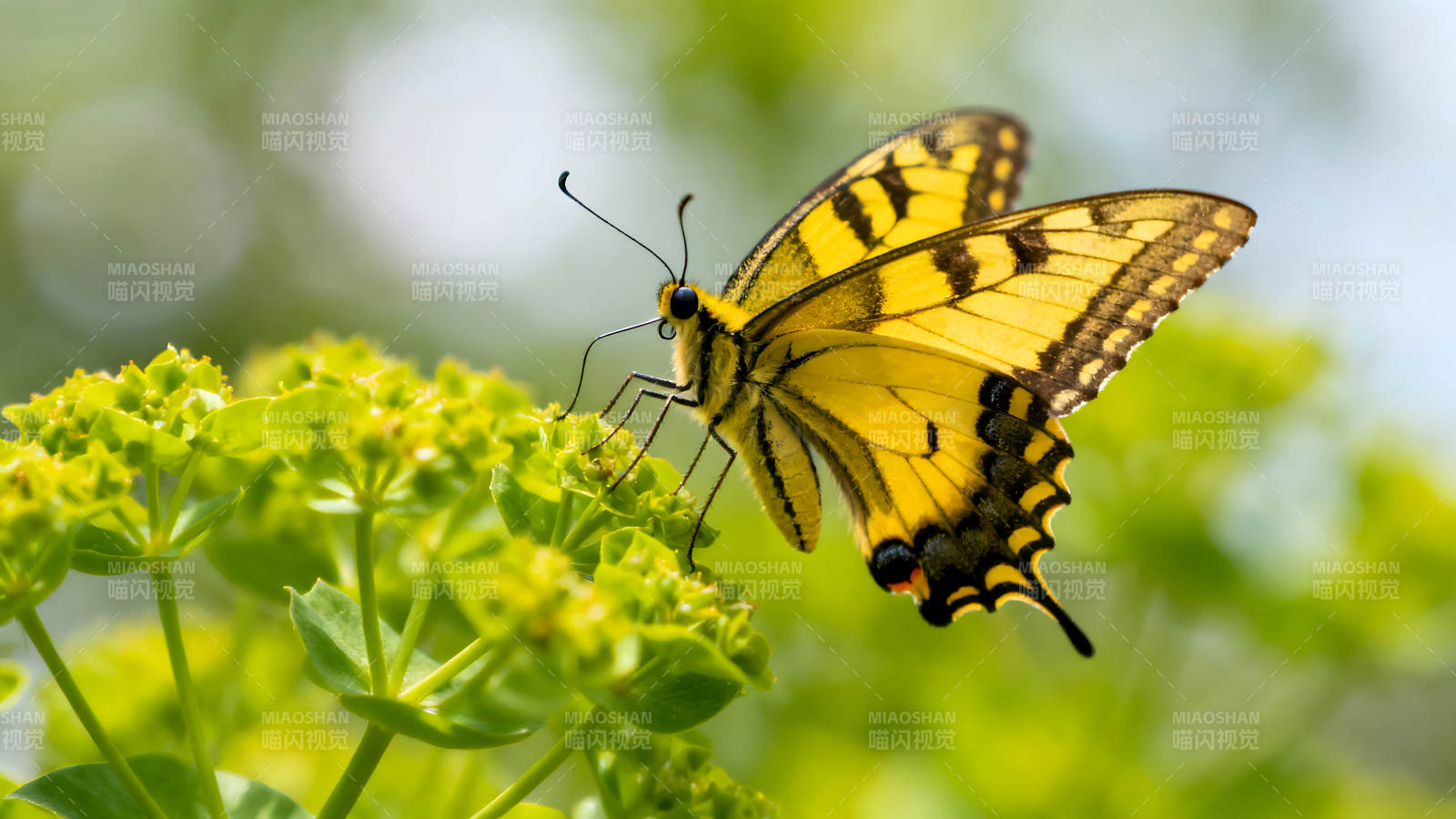 蝴蝶停歇在翠绿植物上图片