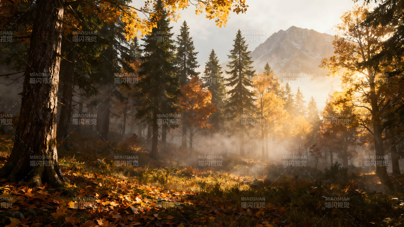 秋日森林阳光穿透薄雾图片