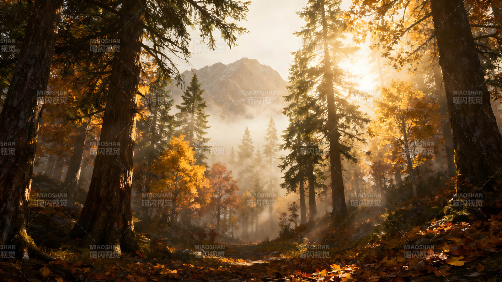 秋日森林阳光穿透雾气风景图片