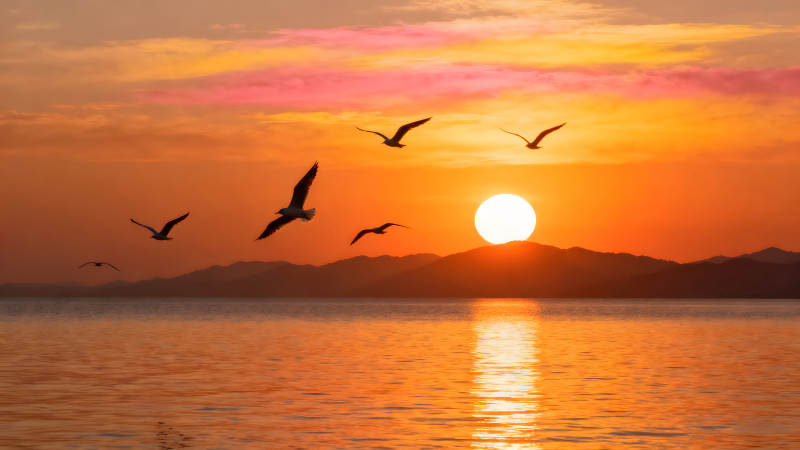 日落时分飞鸟掠过水面图片