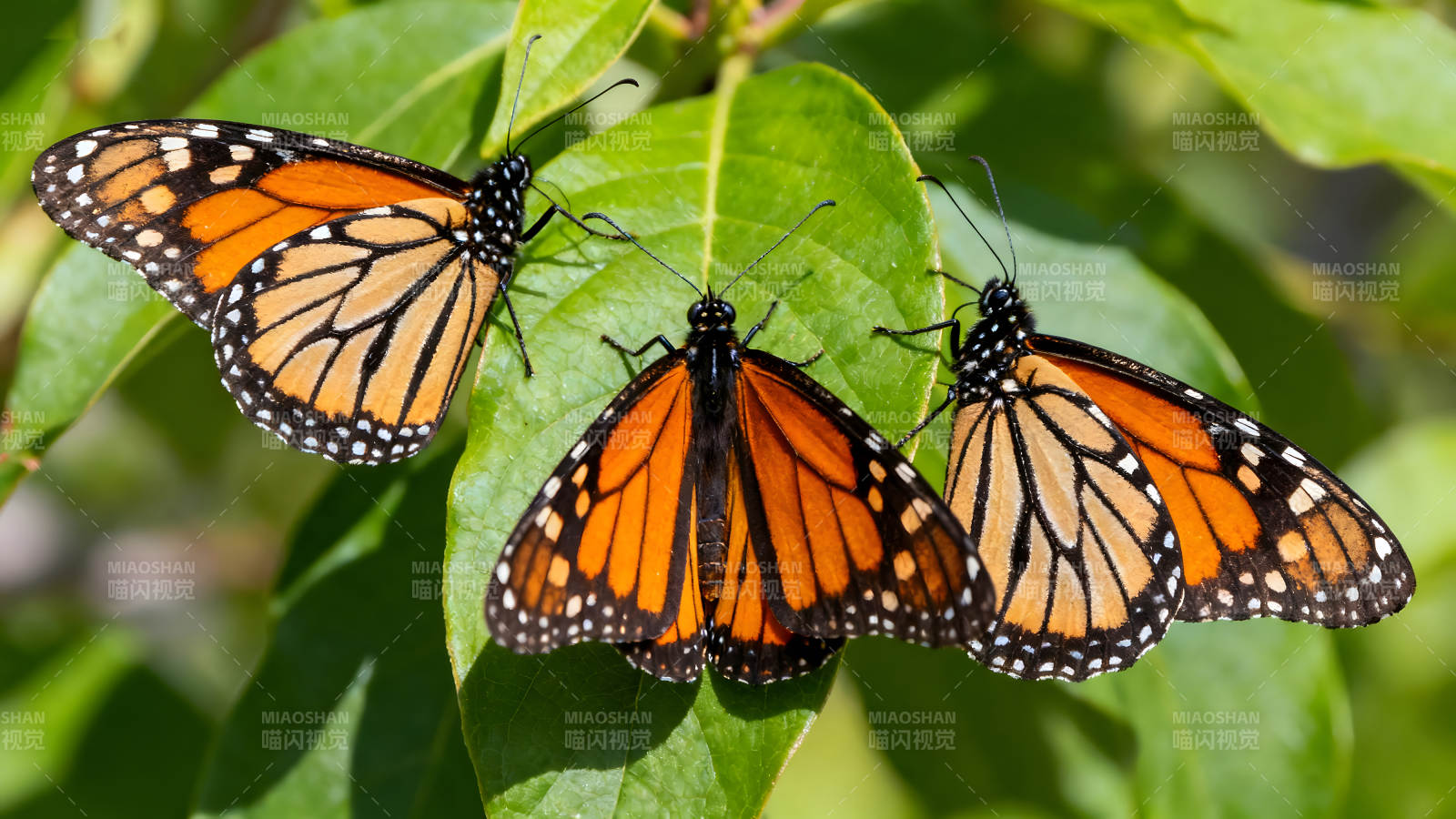 三只帝王蝶停在叶子上图片