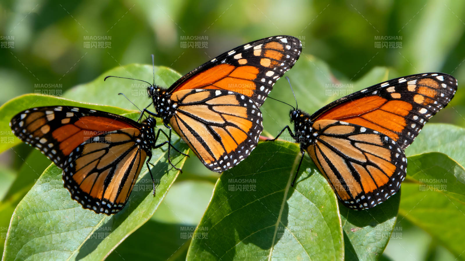 三只帝王蝶停在绿叶上图片