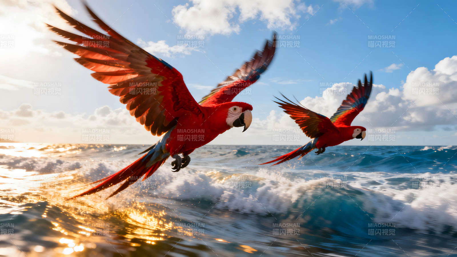 红鹦鹉飞翔海面景象图片