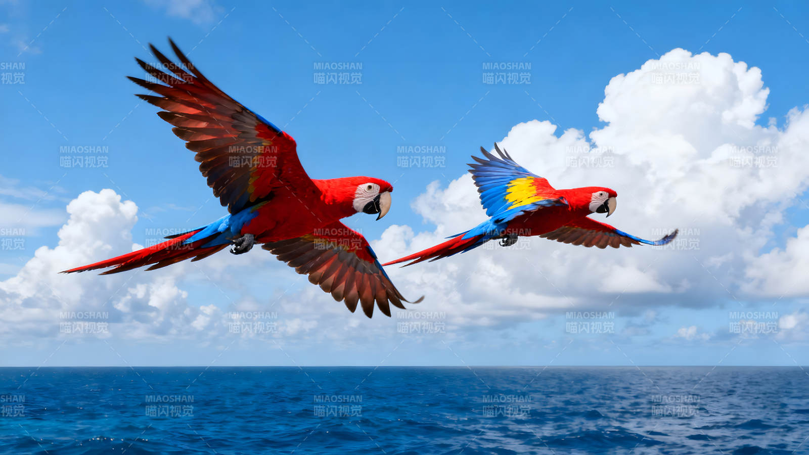 两只鹦鹉翱翔天空大海之上图片