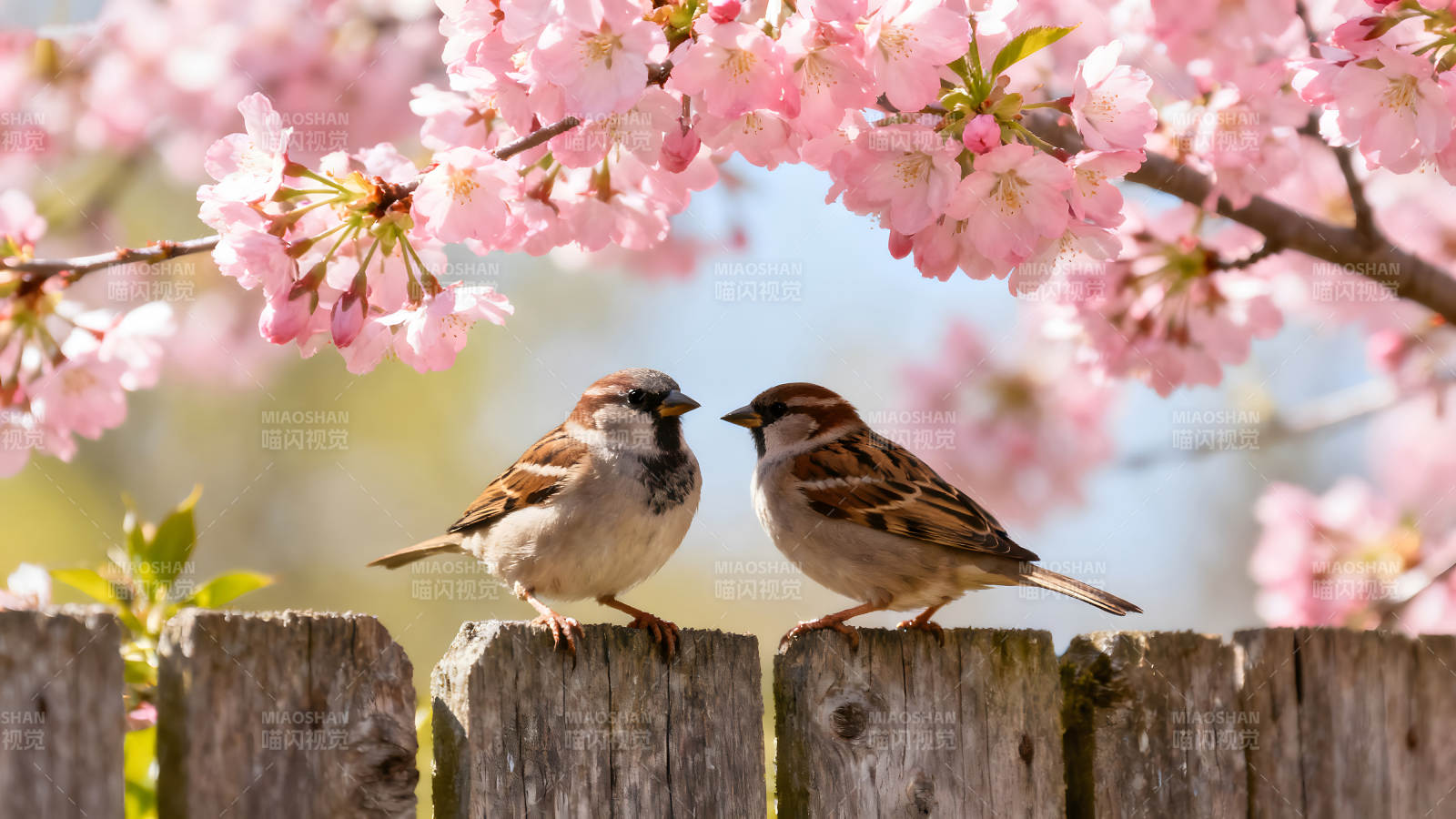 两只小鸟在樱花树下栖息图片