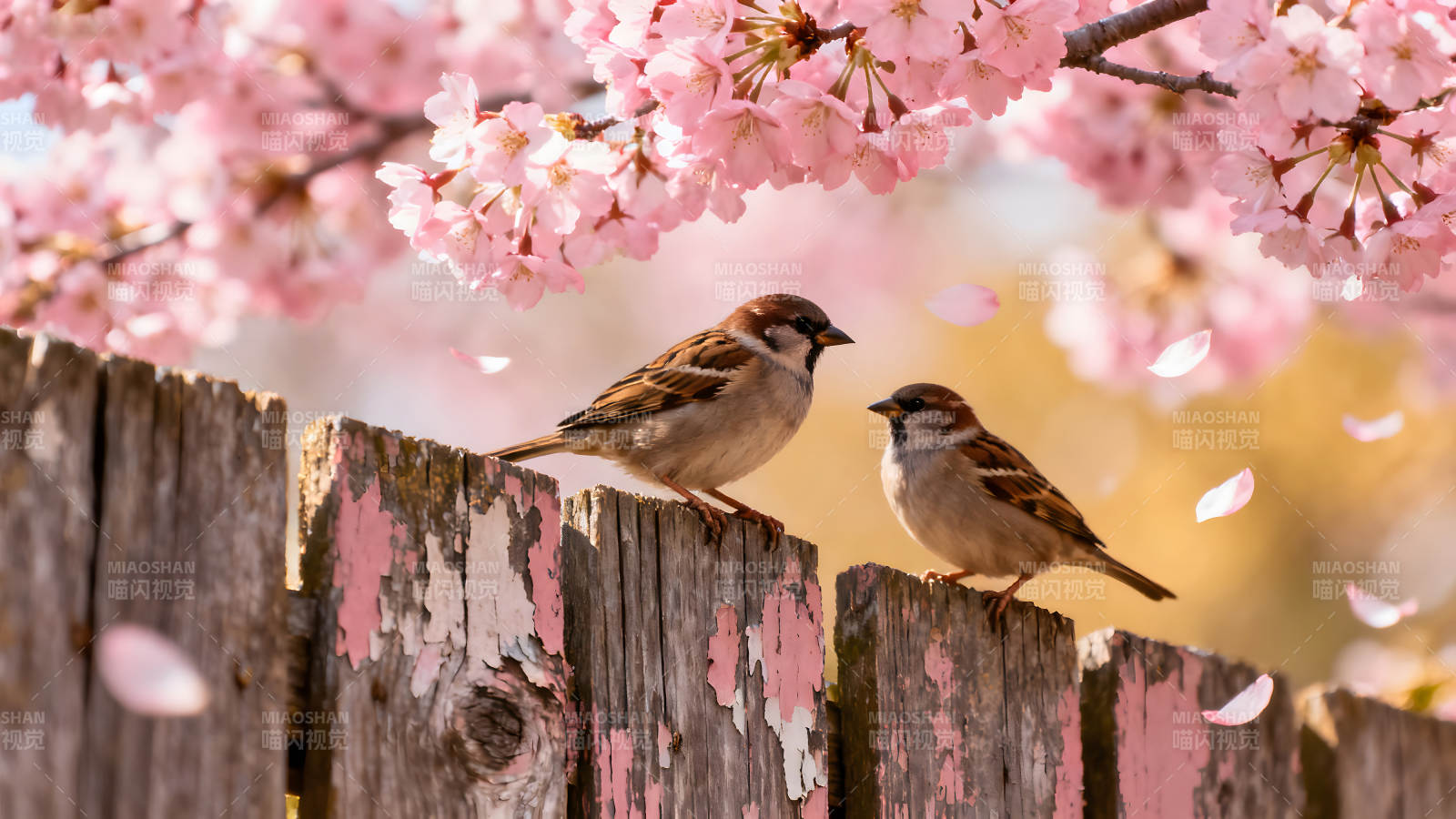 两只小鸟栖息于木栅栏之上樱花漫天飞舞图片