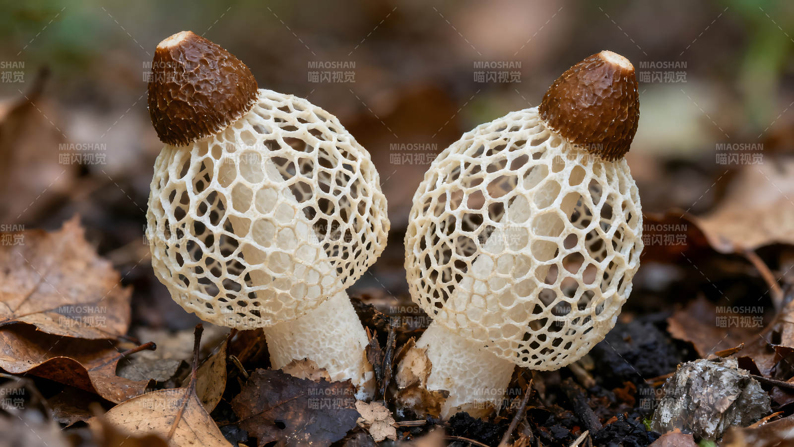 奇异菌类生长于落叶间图片