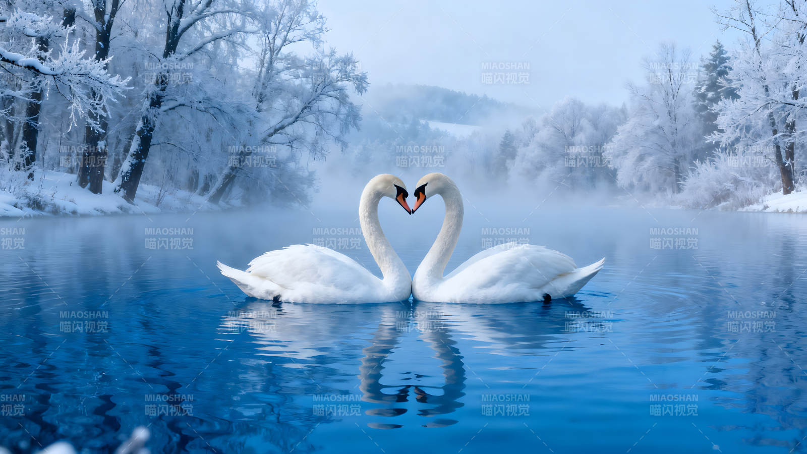 两只天鹅心形姿势在冰雪湖面上图片