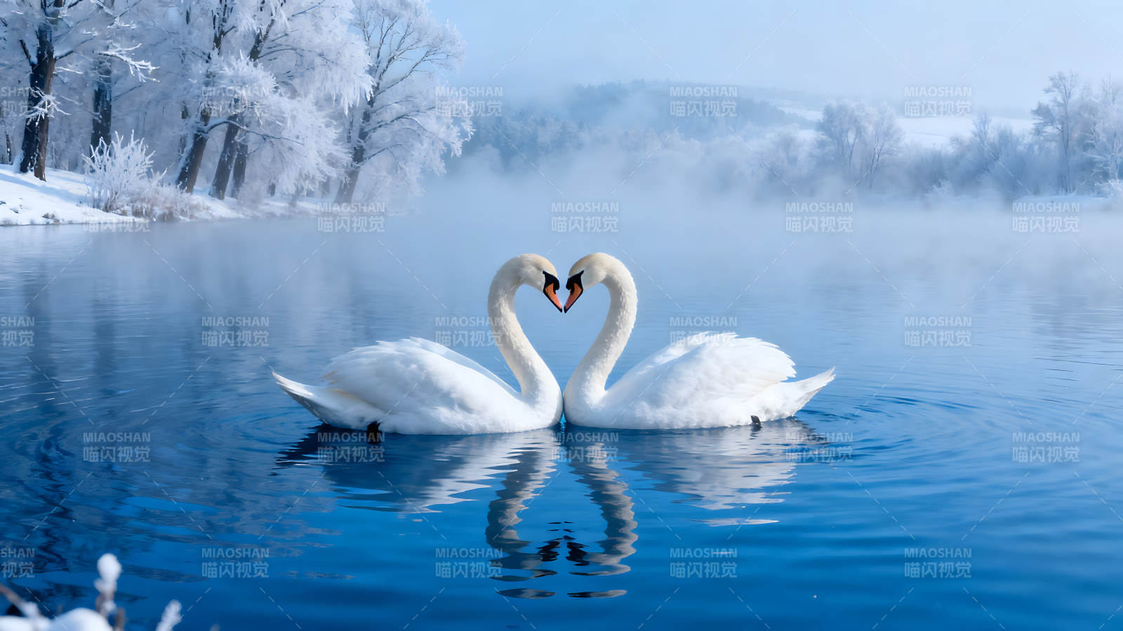 两只天鹅组成的心形冬日湖面图片