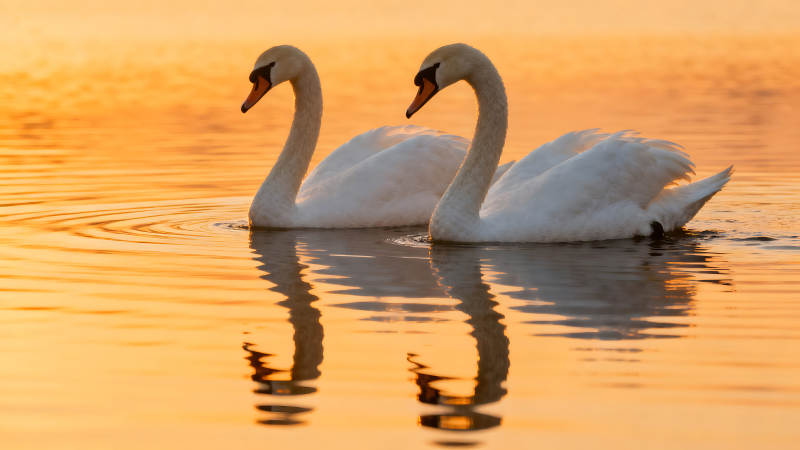 两只天鹅在金色的水面畅游图片