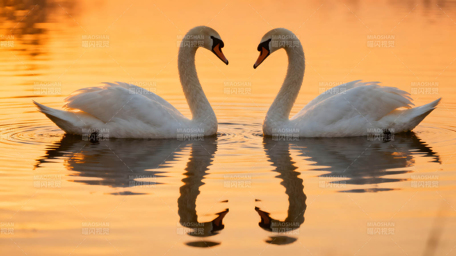 两只天鹅在水中组成心形图片