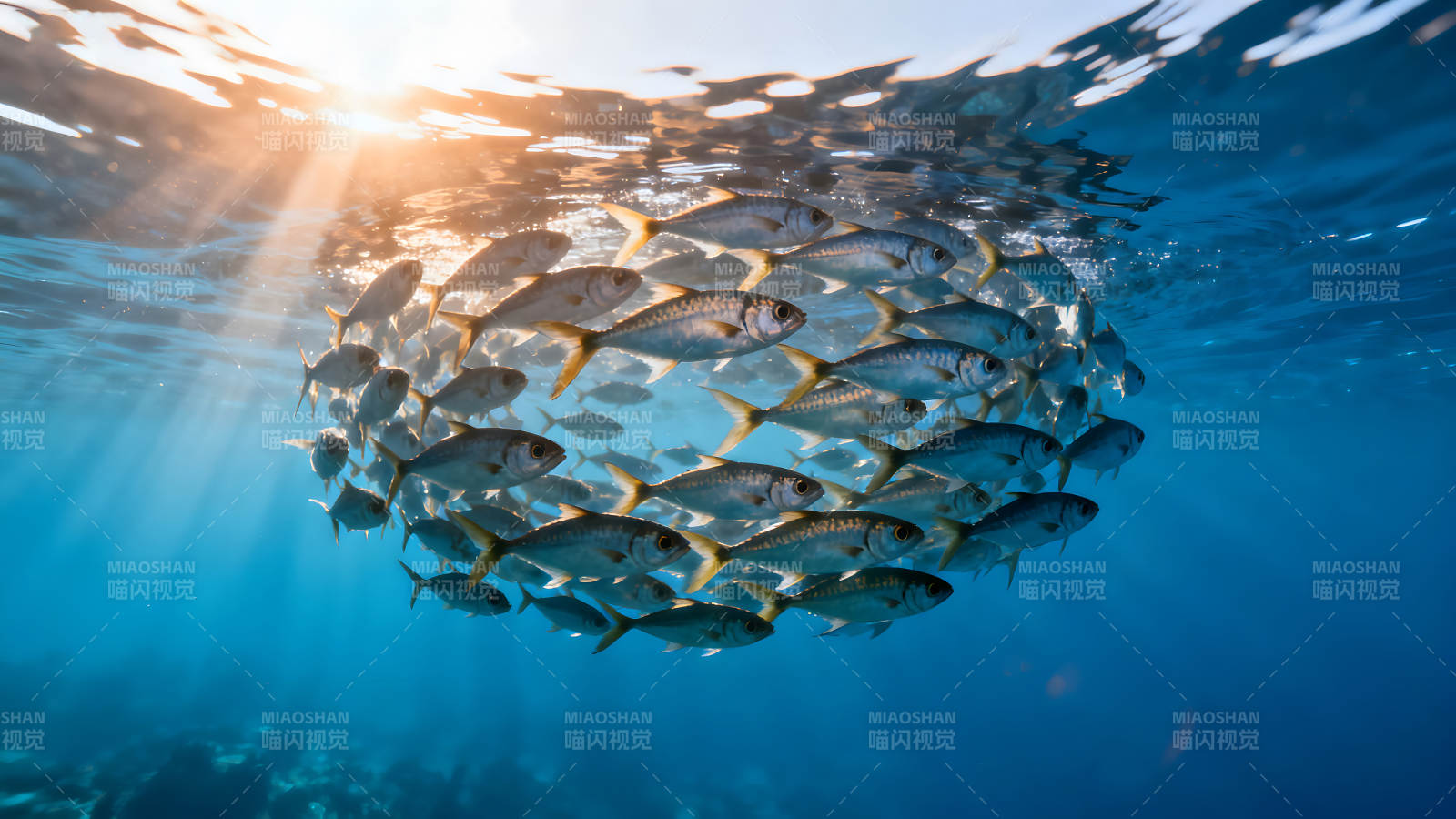 阳光下鱼群形成球形图片